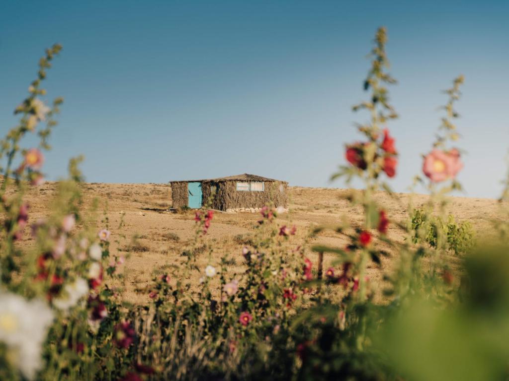 a field of flowers with a house in the background at Succah in the Desert in Mitzpe Ramon