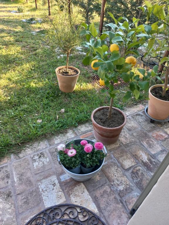 A garden outside BeB montefratta
