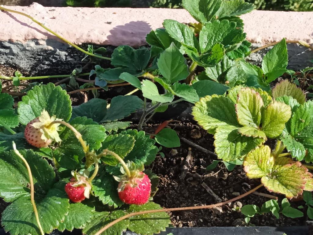 Ilona Apartments Chania - 19