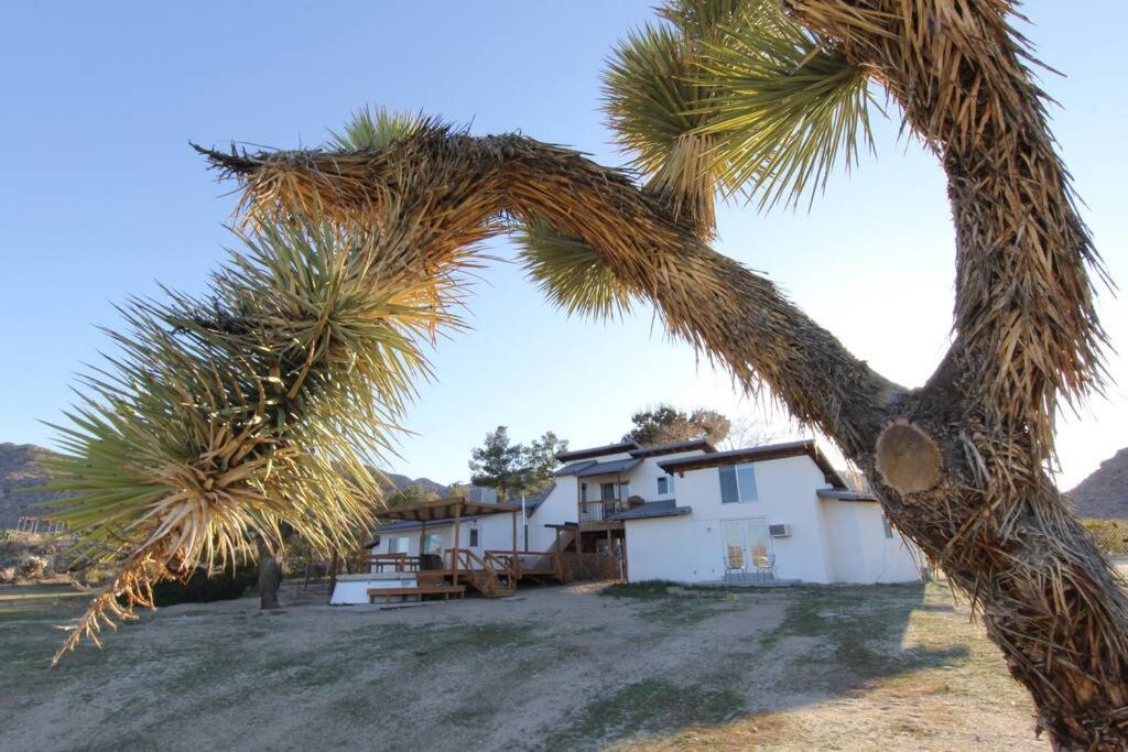 una palmera frente a una casa en Joshua Tree’s Highland Hideaway Compound, en Joshua Tree