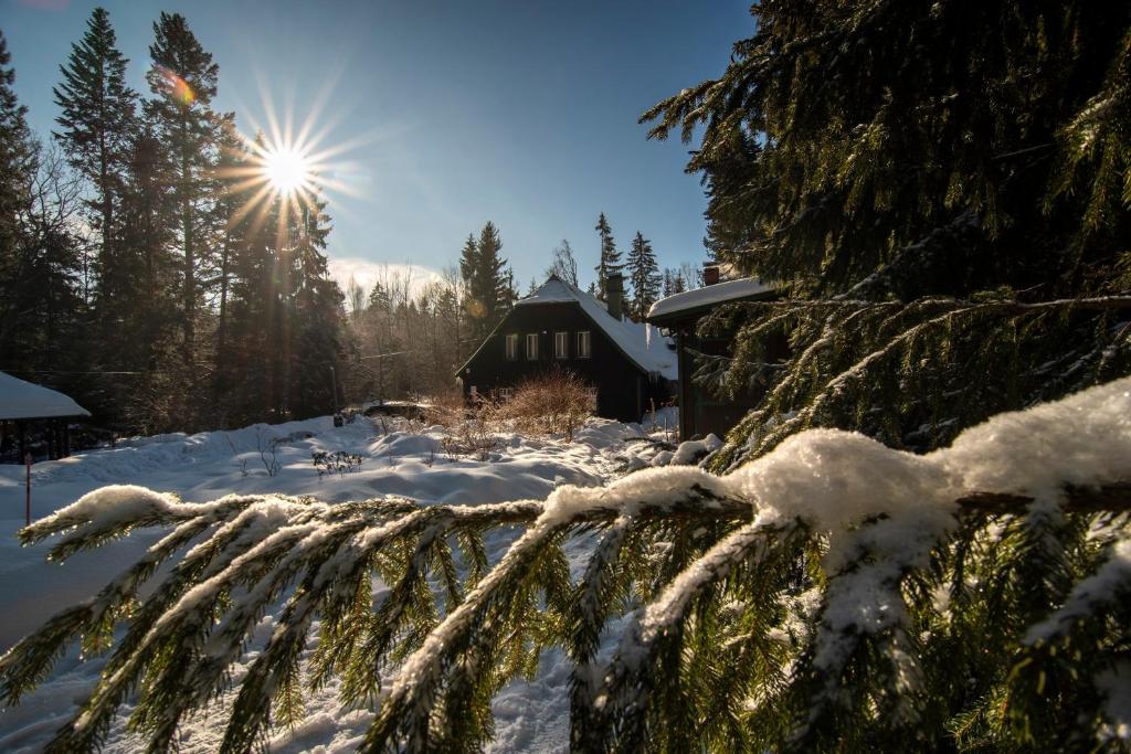 un arbre recouvert de neige avec le soleil en arrière-plan dans l'établissement Willa Anna, à Szklarska Poręba