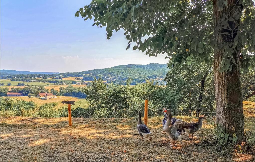 a group of three birds standing next to a tree at Beautiful Home In Fleurac With 3 Bedrooms, Private Swimming Pool And Outdoor Swimming Pool in Fleurac