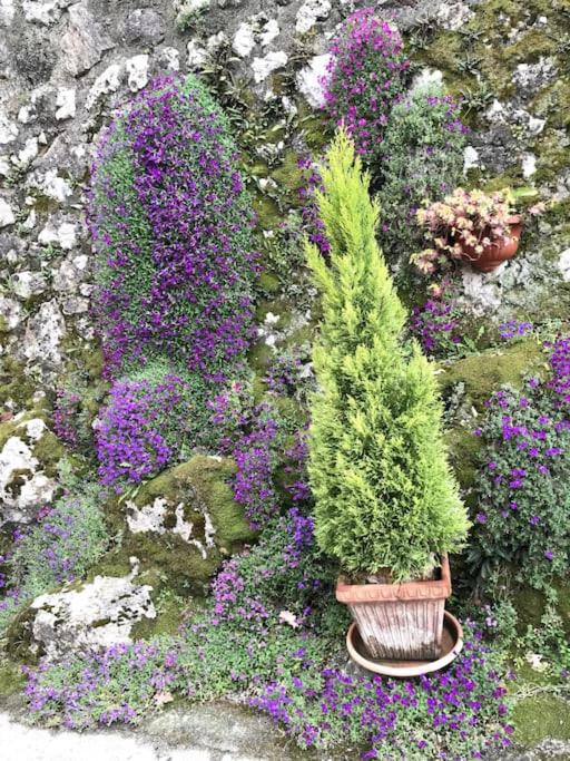 A garden outside Tower House with emotional shower