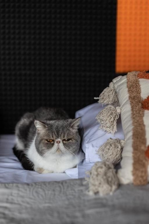 Na Skraju Lasu Domek na Drzewie & Glamping - 13