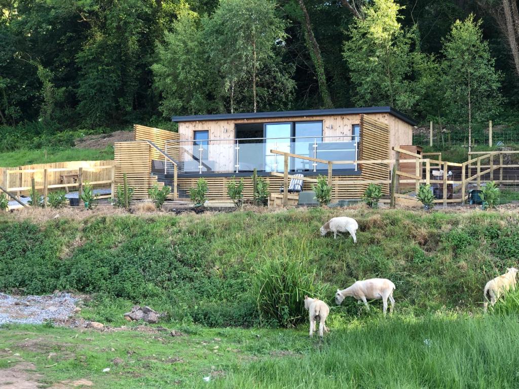 a group of sheep grazing in front of a house at The Caswell bay hide out in Swansea
