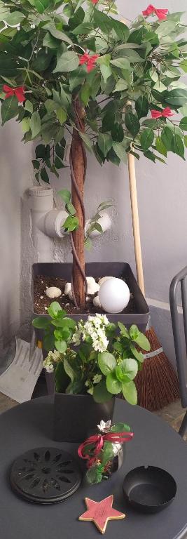 Tiny Little House - 2