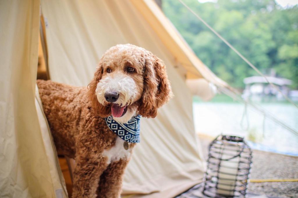 Domácí mazlíčci ubytovaní s hosty v ubytování Timberline Glamping at Unicoi State Park