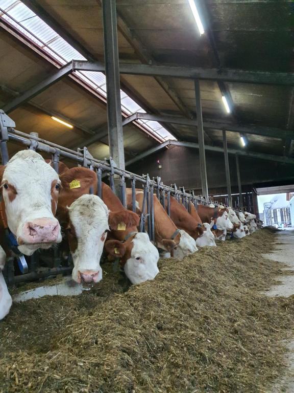Kleberhof - Urlaub auf dem Bauernhof في Eslarn: مجموعة من الأبقار في حظيرة بها حشيش