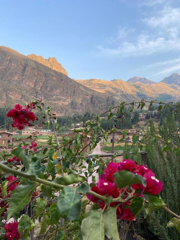 un montón de rosas rojas delante de una montaña en Sonqo Andino Hospedaje Medicina - La Rinconada, en Písac