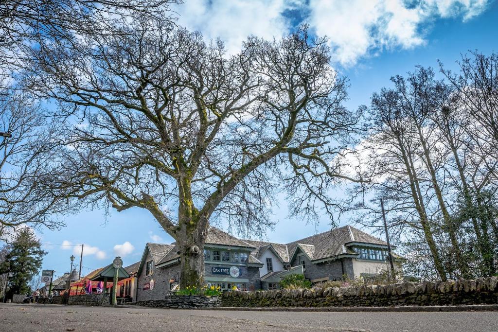 a large tree in front of a house at Oak Tree Inn in Balmaha