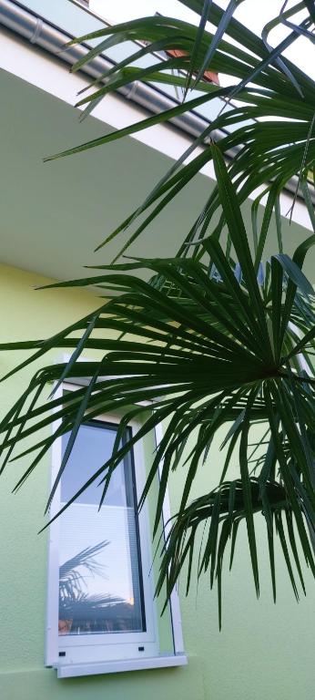 a large green plant in front of a window at Happy 1 in Quierschied