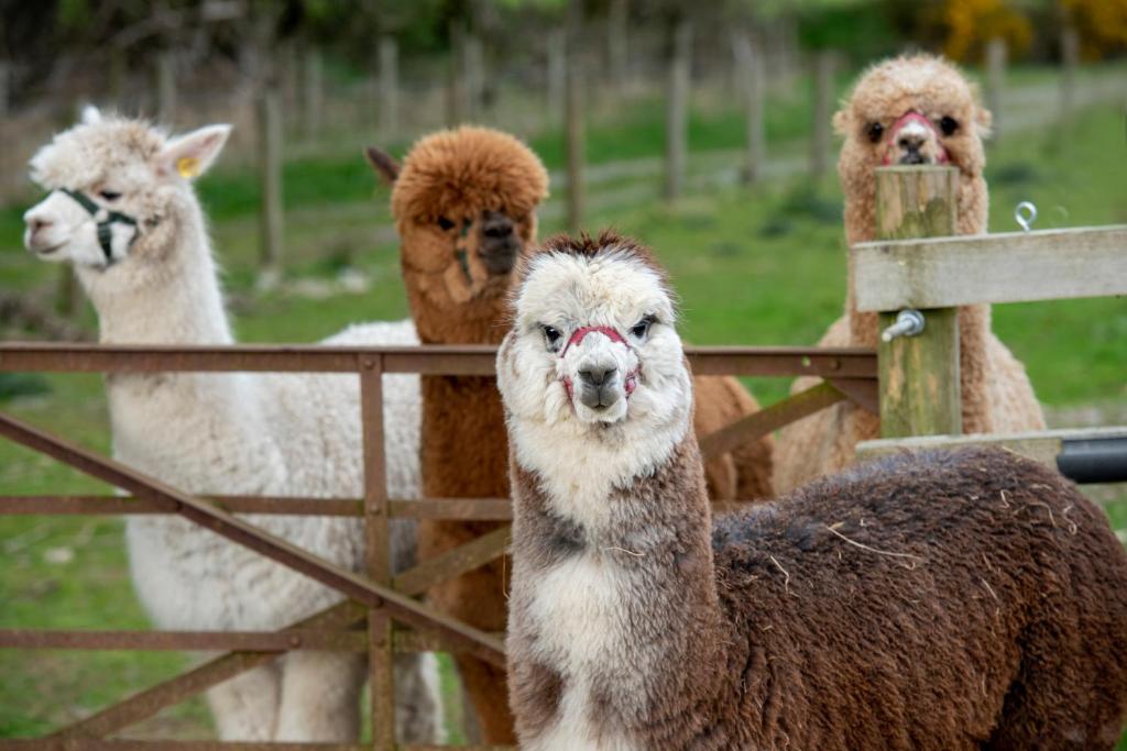 a group of llamas standing next to a fence at K2Cottages 