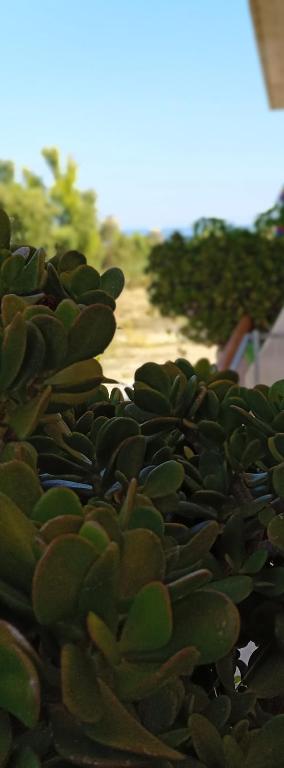 Ilona Apartments Chania - 15