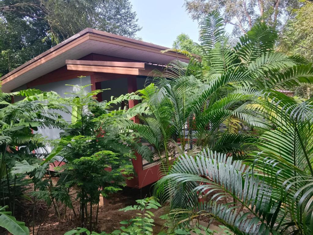 Khao Sok River & Jungle Bungalow - 1