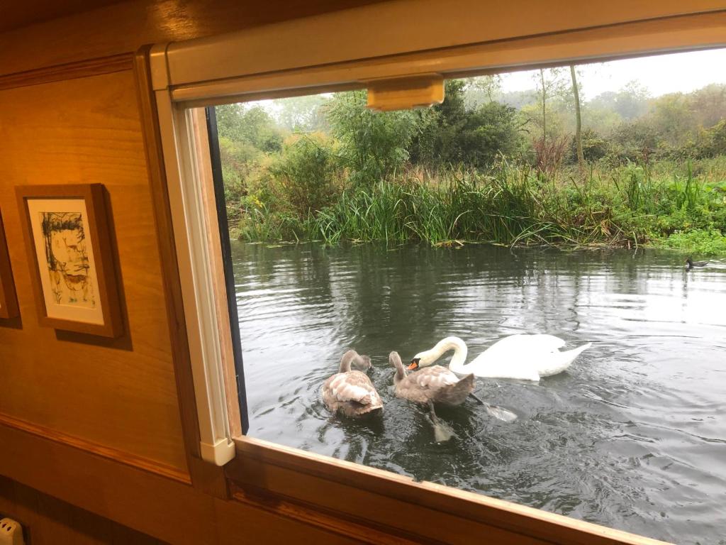 Tres patos nadando en el agua cerca de una ventana en Willow - Cottage on the River, Luxury Houseboat, en Little Baddow