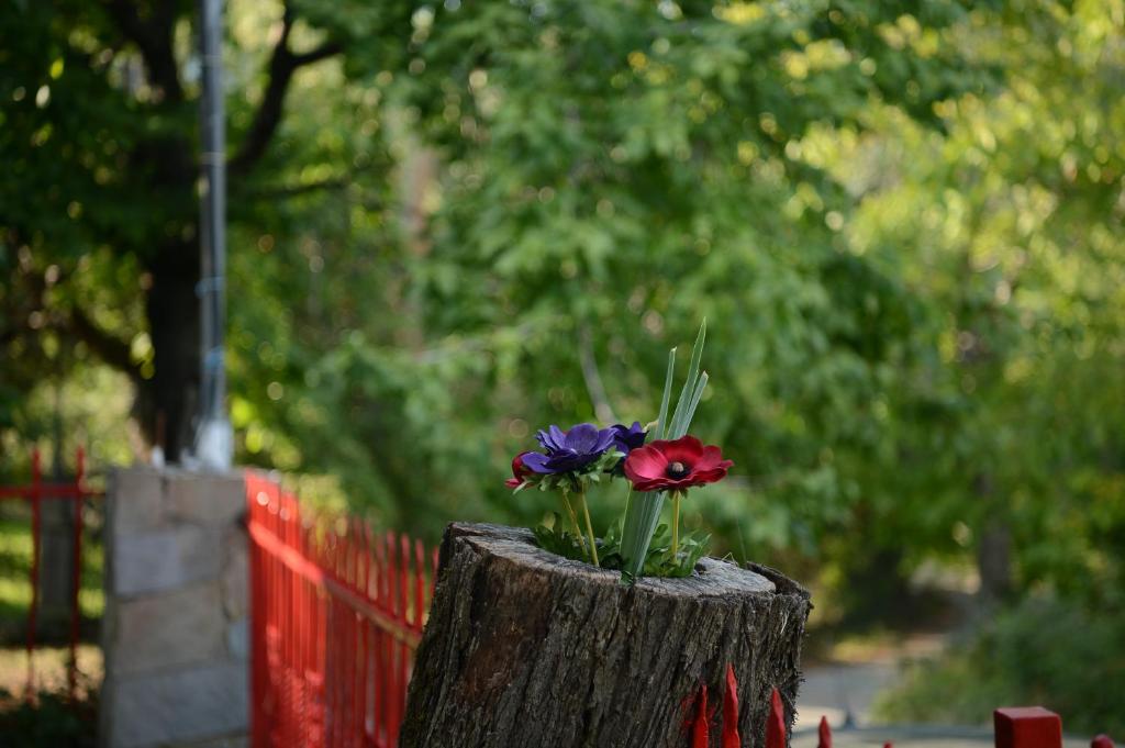 Vonkajšia záhrada v ubytovaní ZeusPlace Valentina's house Elatochori