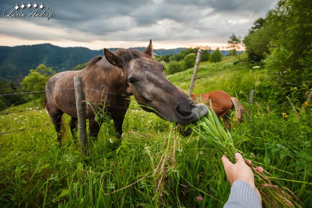 Zvířata v chaty nebo okolí