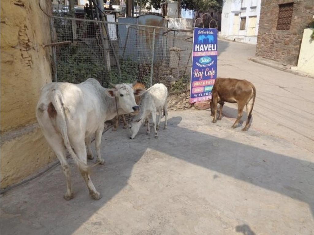 Altri animali domestici presso l'hotel o nei dintorni