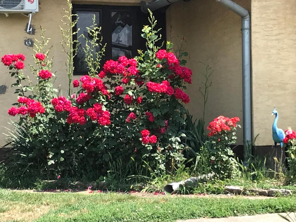 a bush of red flowers in front of a house at Salaš Striber in Vrbas