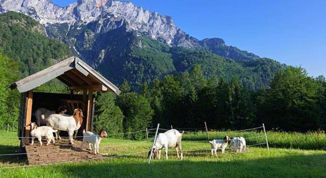 Altri animali domestici presso l'agriturismo o nei dintorni