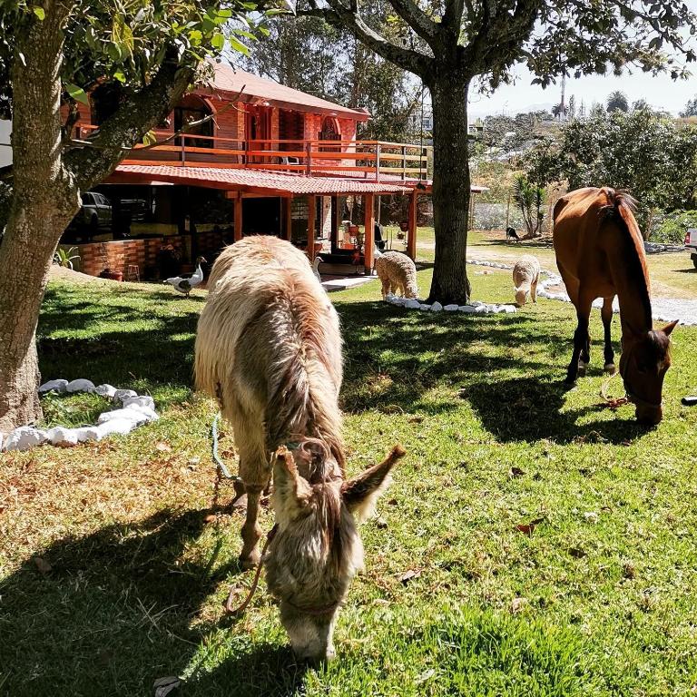 two animals grazing in the grass in front of a building at La Granja de Papá Alberto in Puembo