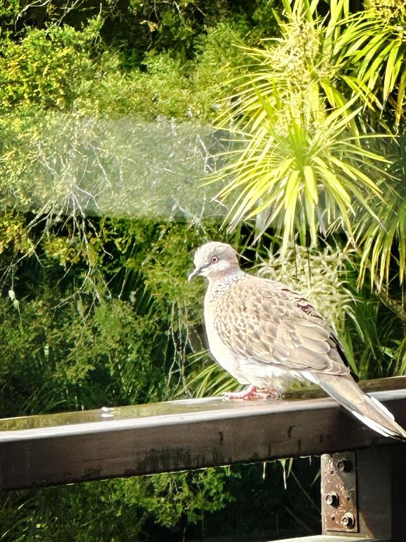 Echo Lodge - Resim 44