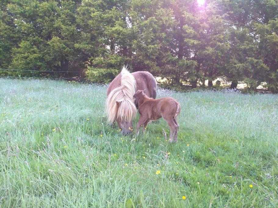 a small pony standing next to a horse in a field at Family friendly rural lodge in Truro