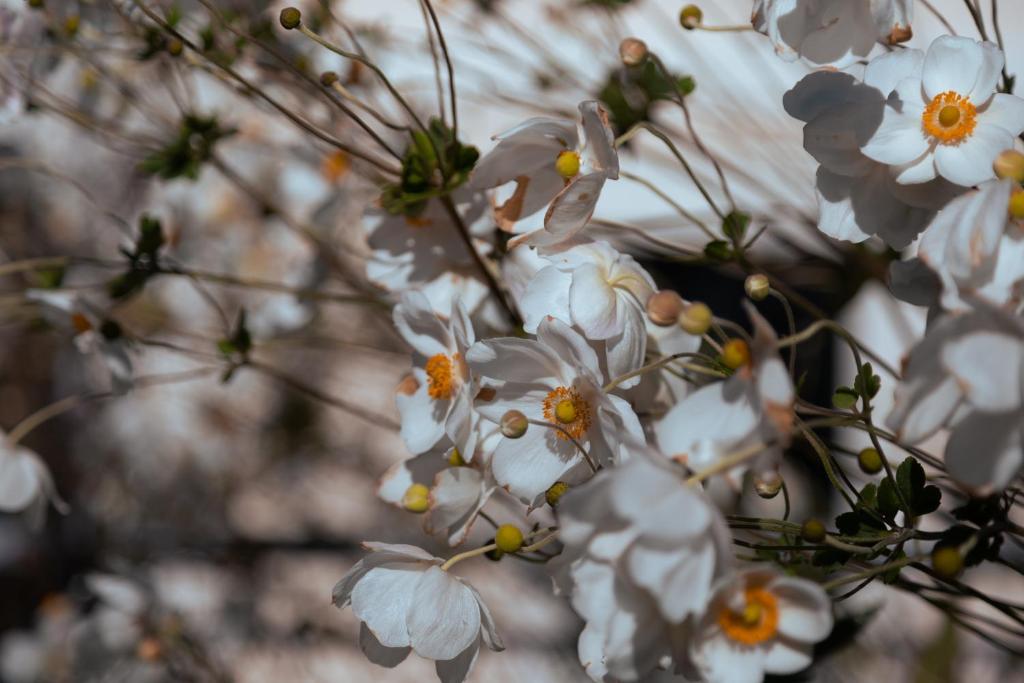Fotografie z fotogalerie ubytování Apartment "Johana" v destinaci Brod Moravice