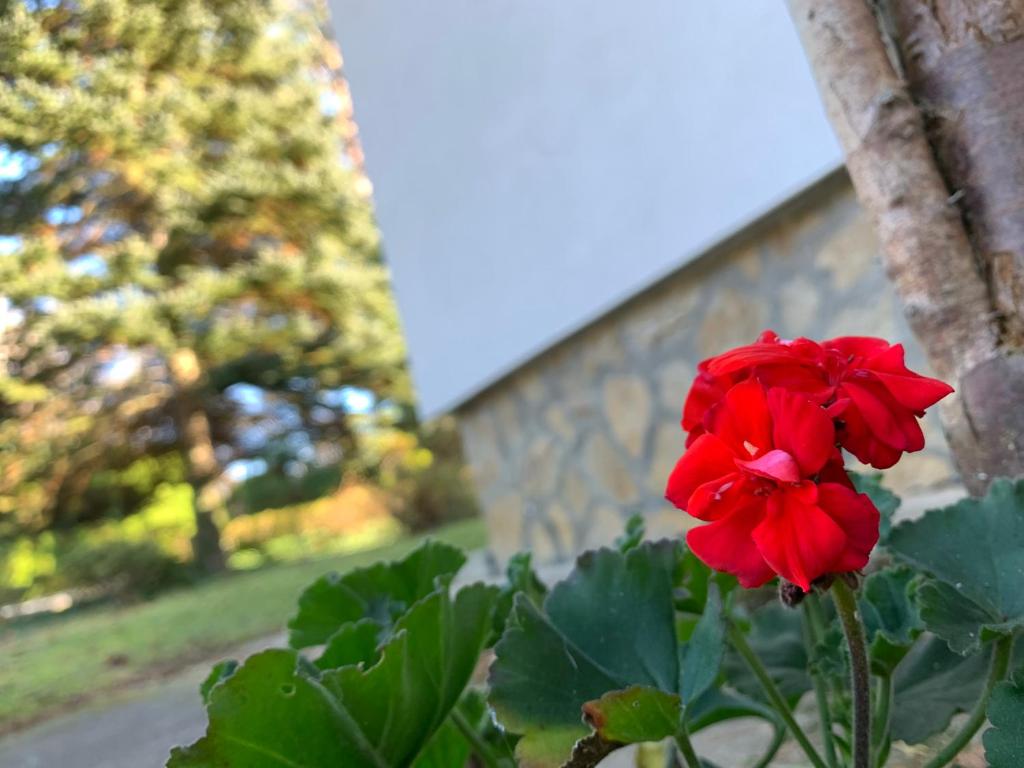 Zahrada ubytování Bolla Nyaralóház