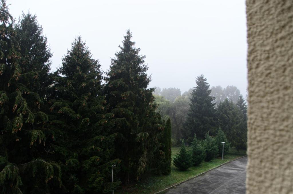 grupa sosen na mglistej ulicy w obiekcie Kovács apartman Harkány w mieście Harkány