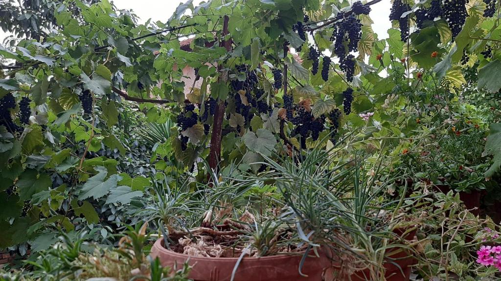 Enki's garden guesthouse - Imazhi 6