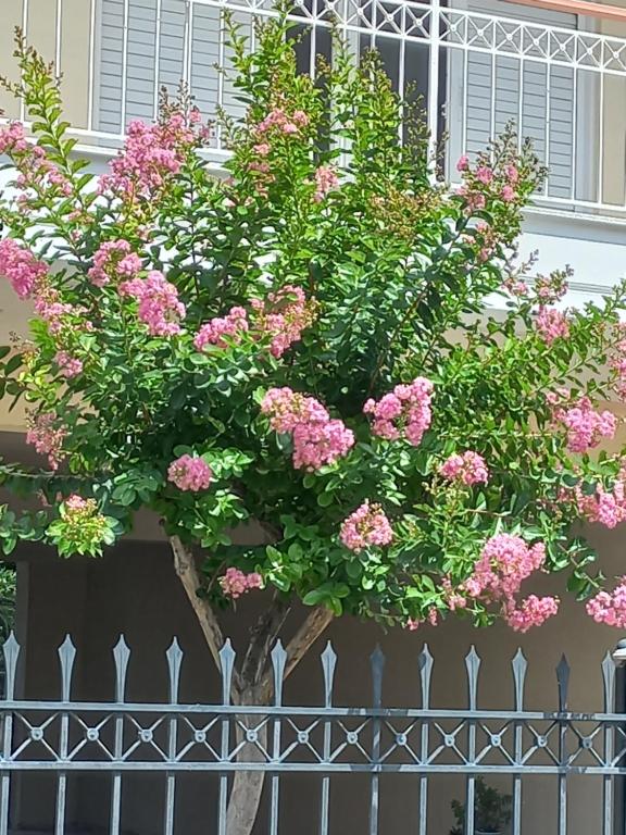 een bosje roze bloemen op een hek bij Amazing Theokritoy B2 in Tripolis free parking in Tripolis