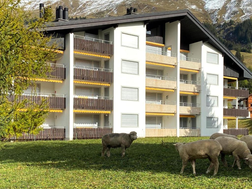a group of sheep standing in front of a building at Apartment Triangel D Sieben by Interhome in Parpan