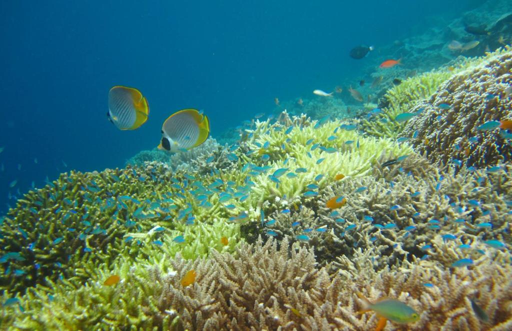 Global Royal Pemuteran - 18