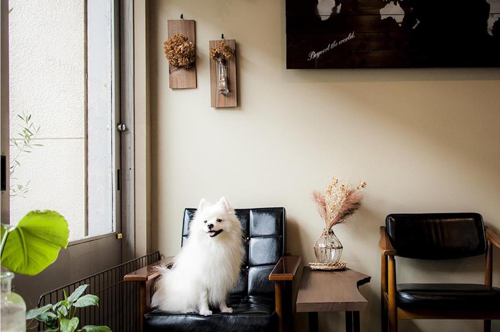 um cão branco sentado numa cadeira num quarto em Suzuki Guesthouse em Quioto