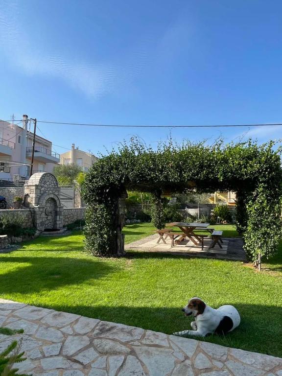 un perro tirado en la hierba en un parque en My Paradise, en Asíni