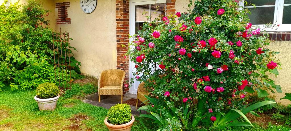 un jardín con un gran arbusto de rosas y una silla en Gîte Sous le Tilleul - Tourouvre - Perche, en La Ventrouze