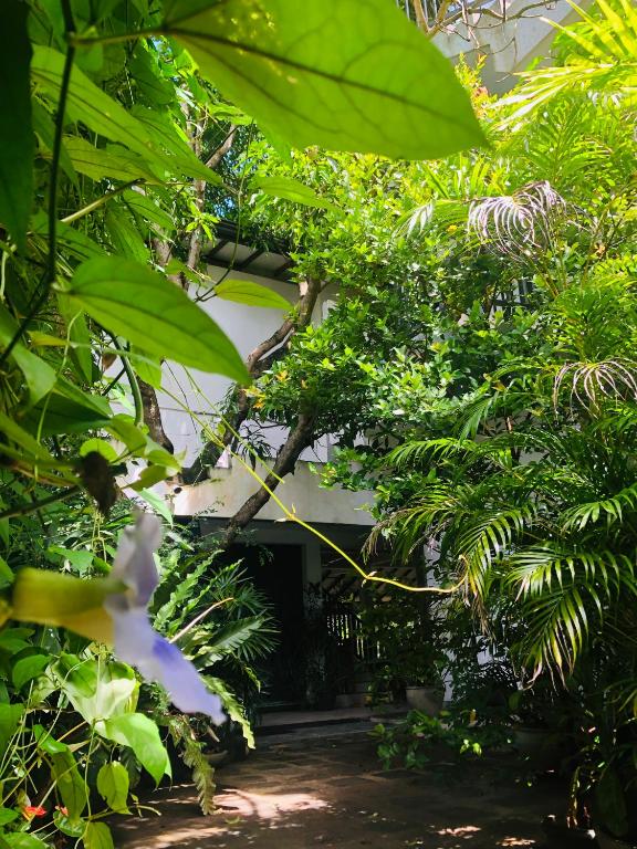 Zahrada ubytování Tinara River Inn, Weligama
