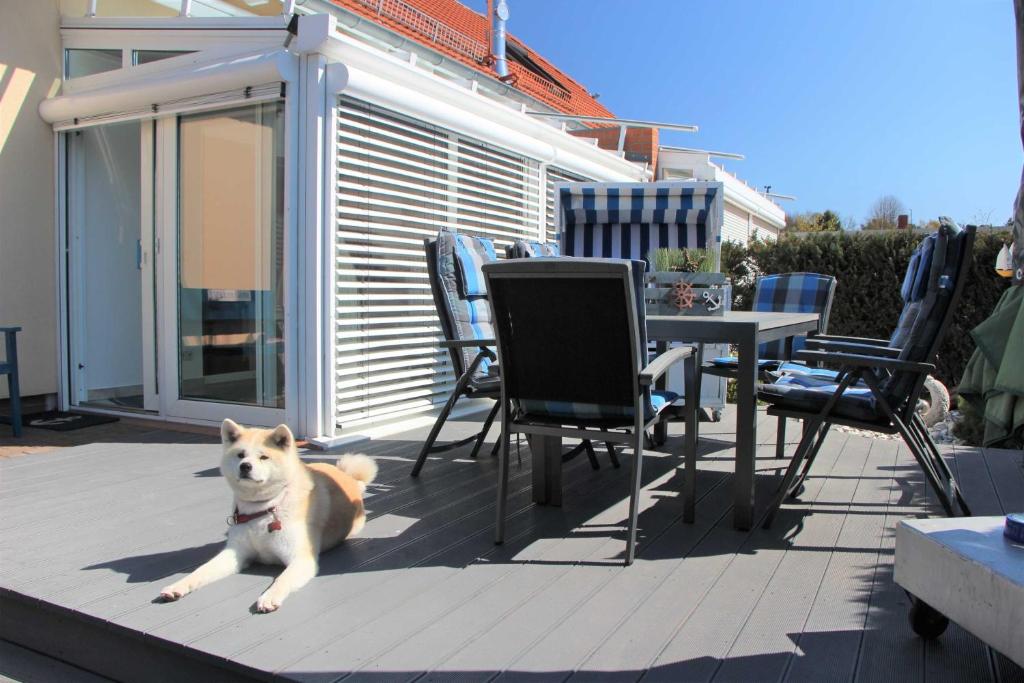 een hond op een patio met stoelen en een tafel bij Ankerhaus in Zinnowitz