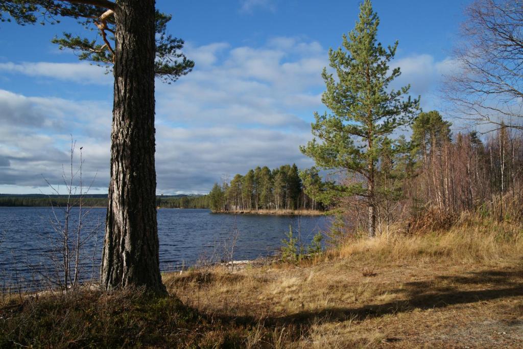 a view of a body of water with two trees at Gubbaberget Björnberget 5 minuter Hedsjövägen 23 ofta uthyrt 