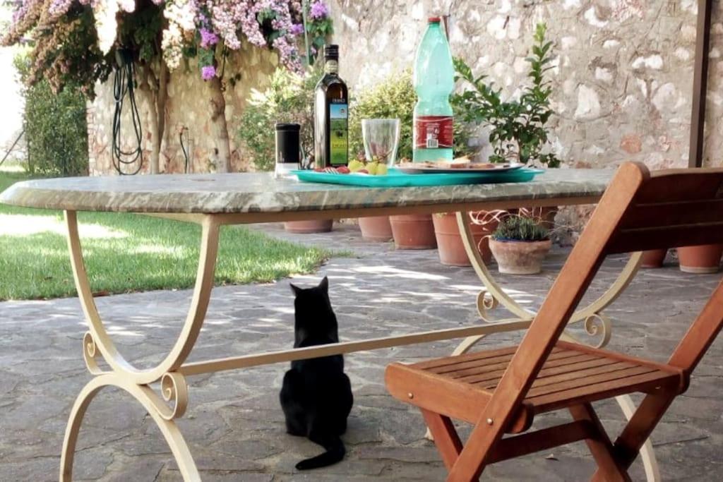 un gato negro sentado bajo una mesa junto a una silla en Home Garden, en Grosseto