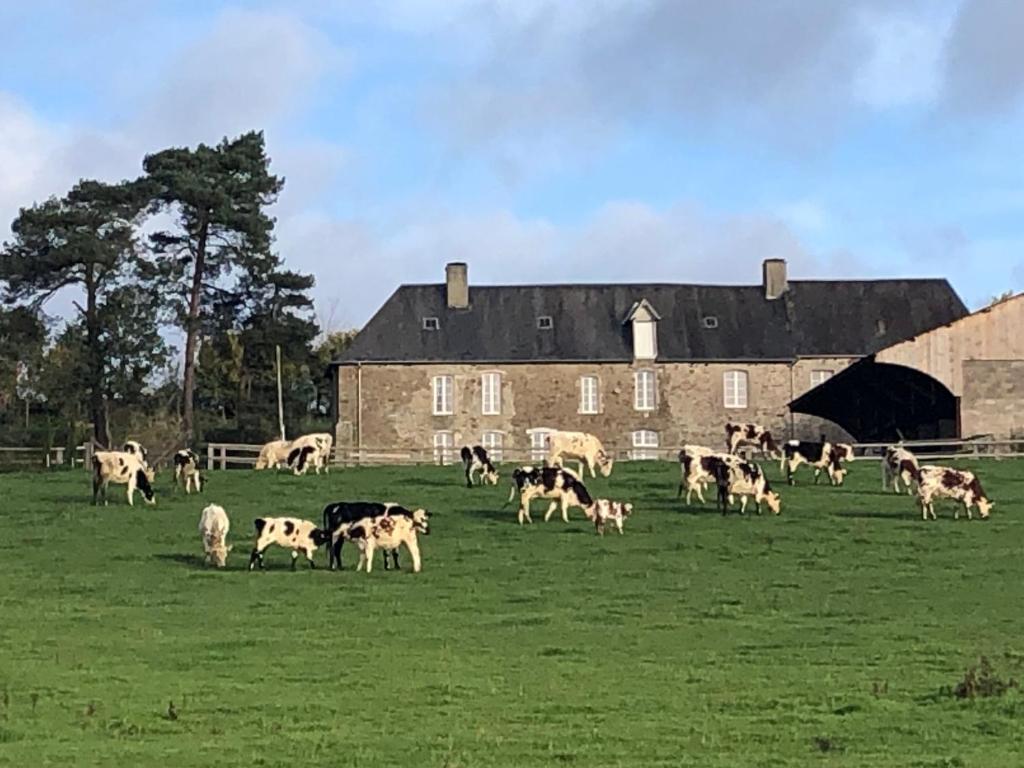 聖洛的住宿－Ancien hôtel aux moines Pierrefitte St Lo，一群牛在谷仓前的田野里放牧