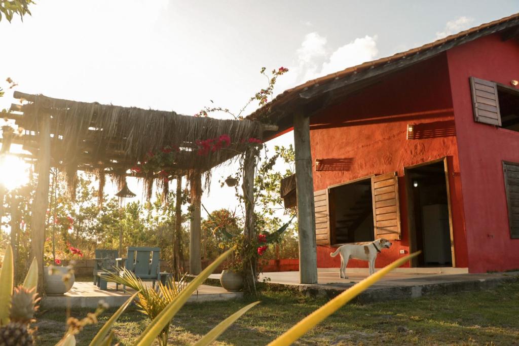 un chien debout à l'extérieur d'une maison rouge dans l'établissement Casa Pitaya, à Corumbau