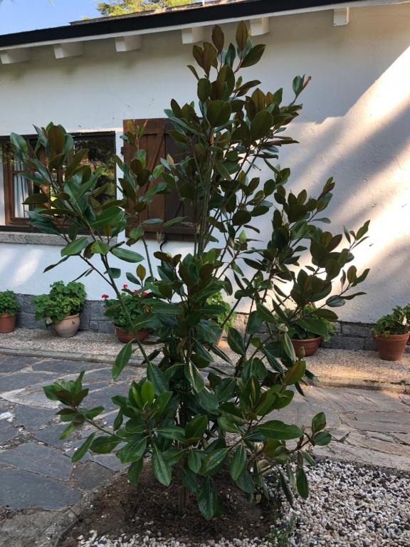 Zahrada ubytování Villa Aurelia - Casa de campo con jardín y piscina entre Madrid y Segovia