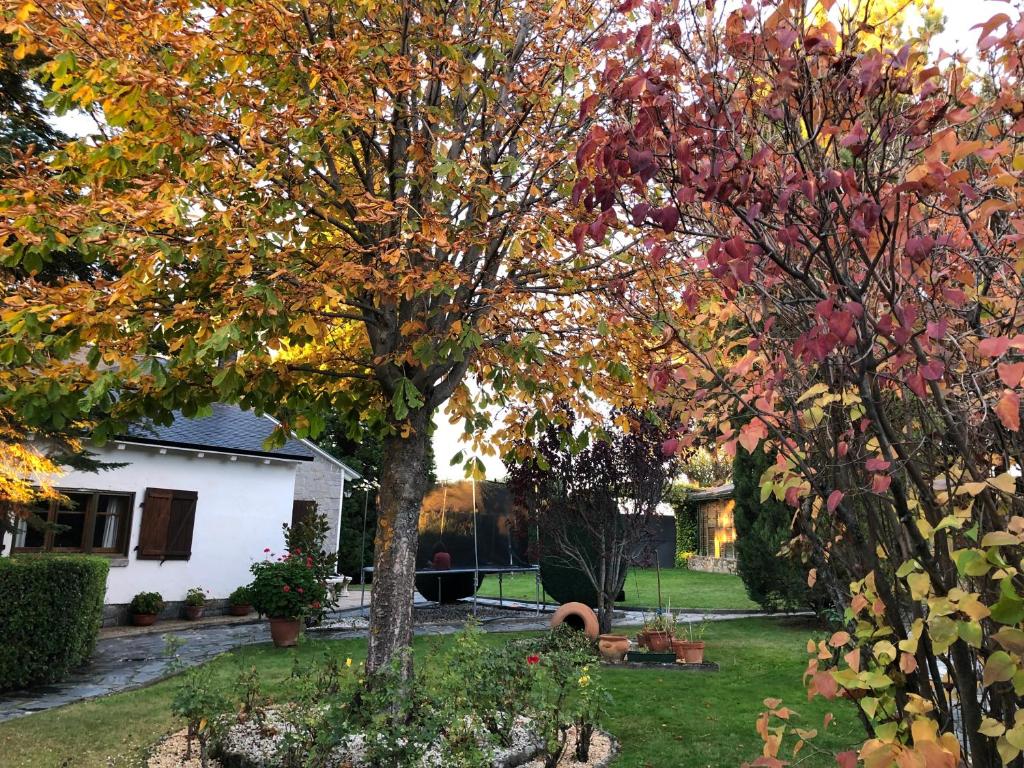 dos árboles en el patio de una casa en Villa Aurelia - Casa de campo con jardín y piscina entre Madrid y Segovia, en Ortigosa del Monte