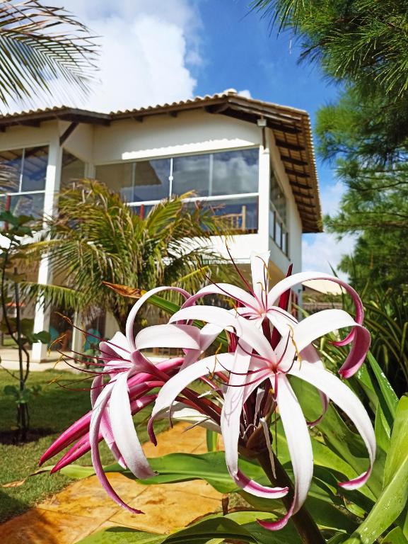 a pink and white flower in front of a house at Casa do Capitao in Guajiru