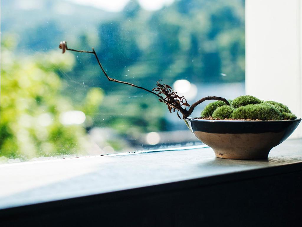 a plant in a bowl sitting on a window sill at Hangzhou Spring B&B in Hangzhou