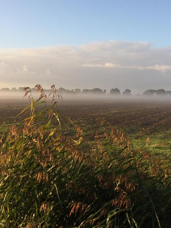 a field on a foggy morning with a plant at Am Deich 13 in Kollmar