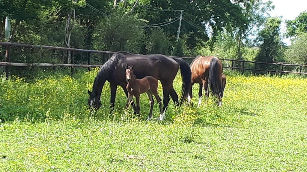 trois chevaux paissant dans un champ d'herbe dans l'établissement gîte du haras, à Moult