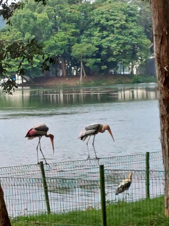 Fotografie z fotogalerie ubytování Dlake Putrajaya Homestay v destinaci Putrajaya